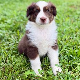 Dug - Red Tri Male - Red & white male Miniature Australian Shepherd puppy in Stuart, Virginia from Apple Tree Mini Aussies