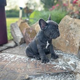 French Bulldog Puppies from Dreampups
