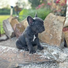 French Bulldog Puppies from Dreampups