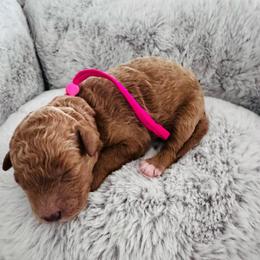 Pink - Red  female Goldendoodle puppy in Miami, Florida from GoldStar Doodles USA