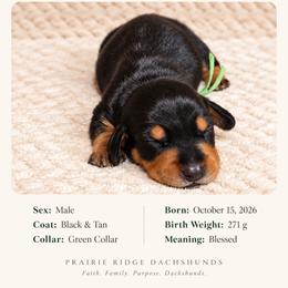 Bennet - Black and tan male Dachshund puppy in Firesteel, South Dakota from Prairie Ridge Dachshunds