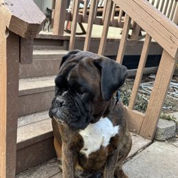 Maddie - Boxer