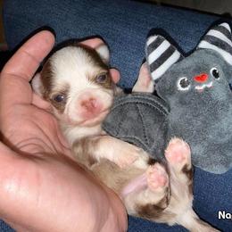 Snickers - Chocolate sabled fawn male Chihuahua puppy in Naples, Florida from Naples Tiny Dogs