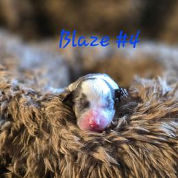 Blaze 4 - Blue merle male Aussiedoodle puppy in Redding, California from House Merrills Minis and Doodles