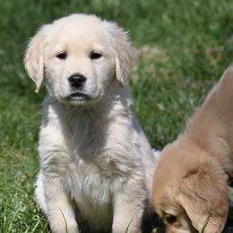 Golden Retriever Puppies from Knight's Golden Acres