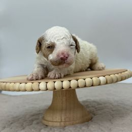 Pudding - Parti female Poodle puppy in Greeneville, Tennessee from Smokey Mountain Sheepadoodles