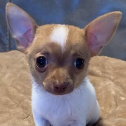 Coco (TINY) singleton - Chocolate sabled fawn female Chihuahua puppy in Seneca, Missouri from Stephanie’s Puppy Colony