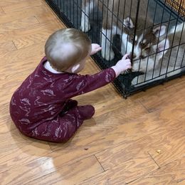 Siberian Husky Puppies from Myths and Legends Siberian Huskies