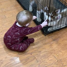 Siberian Husky Puppies from Myths and Legends Siberian Huskies