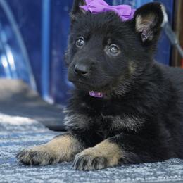 Sienna - Bi-color female German Shepherd puppy in Muldrow, Oklahoma from Reizarf Kennels