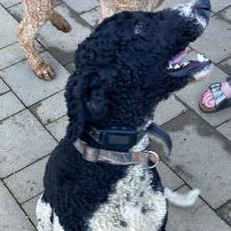 Boy 7 - male Goldendoodle puppy in Longview, Washington from Goldensky Doodles
