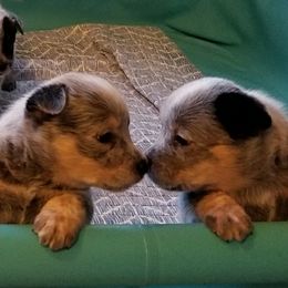 Australian Cattle Dog Puppies from Willowbrook Kennels
