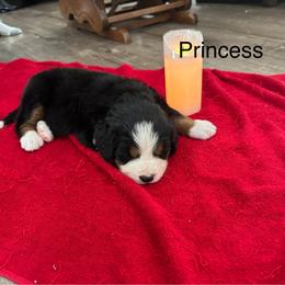 Princess OFA - Black rust and white female Bernese Mountain Dog puppy in Strasburg, Ohio from Lois Allison