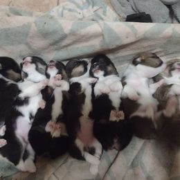 Pembroke Welsh Corgis from Blackstock Farms