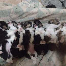 Pembroke Welsh Corgis from Blackstock Farms