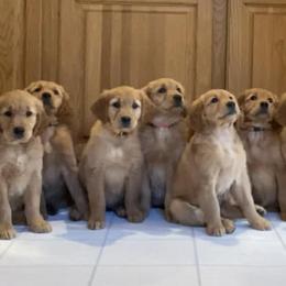 Golden Retriever puppies from Aurora's Northern Goldens