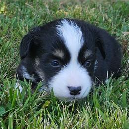 Rhett - Black and tan male Pembroke Welsh Corgi puppy in Orrtanna, Pennsylvania from Mountain Top Shepherd's