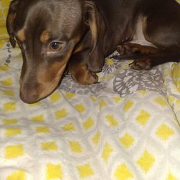 Dachshund Puppies from Linda Parcell
