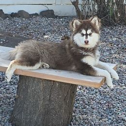 Freyja - Pomsky