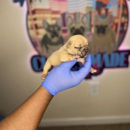 French Bulldog Puppies from Custom Made Frenchies LLC