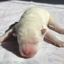 Pink Collar Girl - White Samoyed puppy in Broomfield, Colorado from Klondike Snow Samoyeds