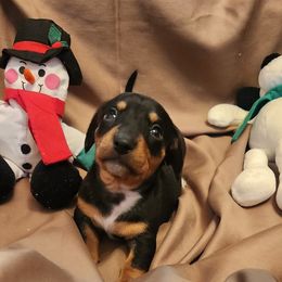 Black and tan smooth - Black and tan female Dachshund puppy in West Plains, Missouri from Spring Creek Dachshunds