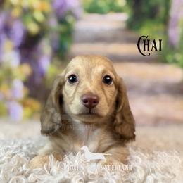 Chai - Cream male Dachshund puppy in Rainier, Oregon from Doxies in Wonderland