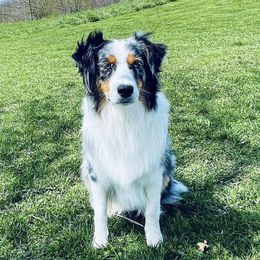 Willow - Australian Shepherd