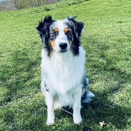 Willow - Australian Shepherd