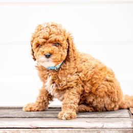 Mr. Buddy - Red  male Goldendoodle puppy in Ash Grove, Missouri from The Bark Farm