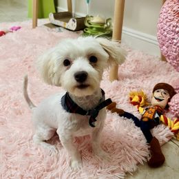 Stitch - White male Maltese puppy in Homestead, Florida from Princess’s Maltese Palace