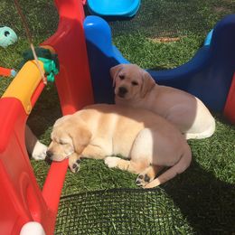 Labrador Retriever Puppies from Hunters Dream Labradors