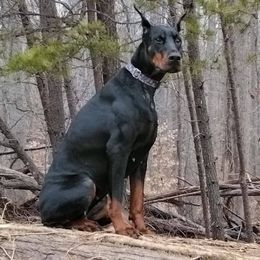 Gemma - Doberman Pinscher