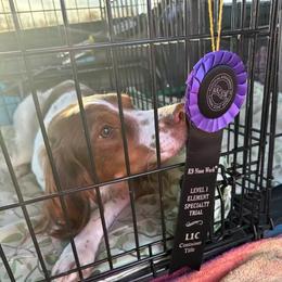 English Springer Spaniel All Grown Up from Jackpine Forest Springers