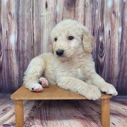 Marshall - Apricot male Goldendoodle puppy in Grabill, Indiana from Rose's Doodles