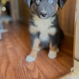 Girl 1 - Black tri-color female Australian Shepherd puppy in Smithville, Arkansas from Harris Farms and Aussies