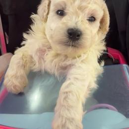 John B - White male Poodle puppy in Lake Elsinore, California from Amber's Bichon Frise and Poodles