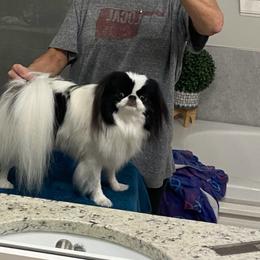Sofia - Japanese Chin