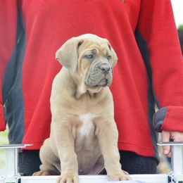 Cane Corso Puppies from Worldwide Cane Corso