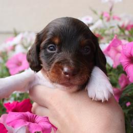 Bentley - Piebald male Dachshund puppy in Stockton, California from Wiggles & Wags Dachshund's