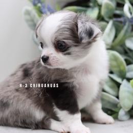 Willow - Merle female Chihuahua puppy in Tulsa, Oklahoma from H-3 Chihuahuas