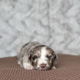 Pringles - Red merle female Australian Shepherd puppy in Argyle, Iowa from Country Time Kennels
