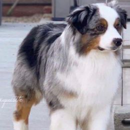 Maverick - Miniature American Shepherd
