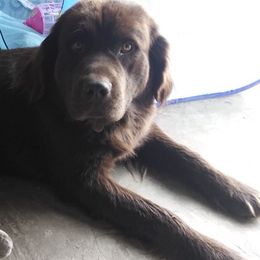 Newfoundlands from I.C.E Newfoundlands