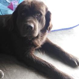 Newfoundlands from I.C.E Newfoundlands