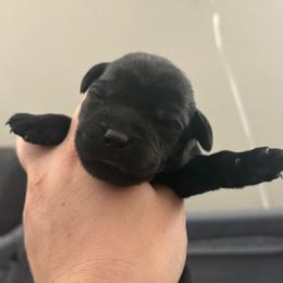 Black male 4 - Black male Labrador Retriever puppy in Menifee, California from The Golden Leash Kennels