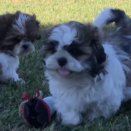 Shih Tzu Puppies from Stevens’ Hidden Acres