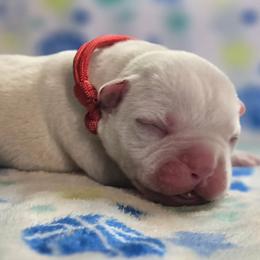 Jellybean - White male American Bulldog puppy in Three Rivers, Michigan from Jemms Kennels