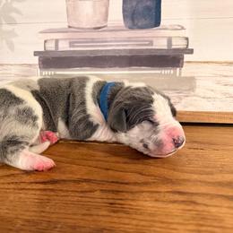 Austin - Blue male Great Dane puppy in Carencro, Louisiana from Halsey Danes