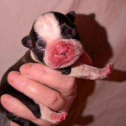 Baby Otis - Black and white male Boston Terrier puppy in Kingsport, Tennessee from Sleepwalker Bostons